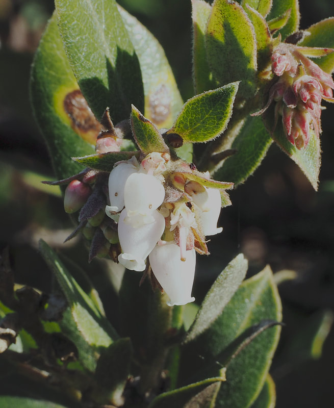 Arctostaphylos tomentosa ssp. tomentosa - Woolly leaf Manzanita
