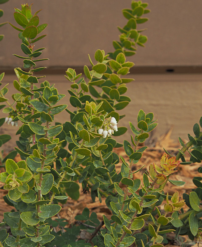 Arctostaphylos viridissima - McMinn's Manzanita