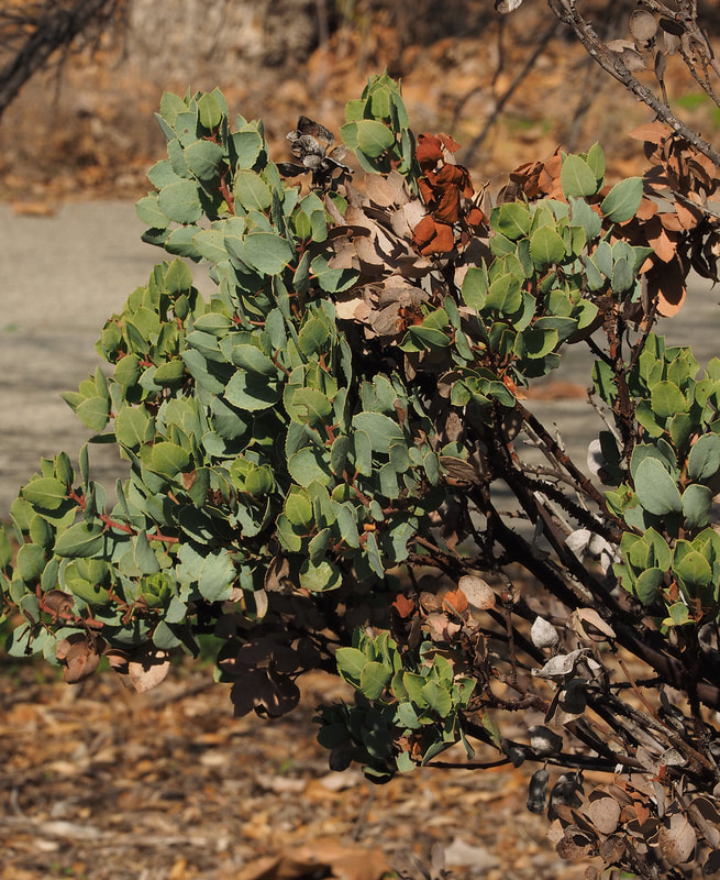 Arctostaphylos viscida ssp. mariposa - Mariposa Manzanita