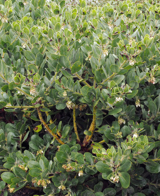 Arctostaphylos x media - Hybrid Manzanita