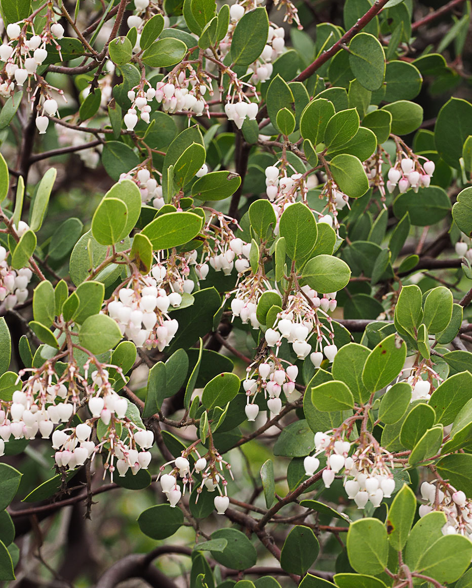 Arctostaphylos bakeri ssp. bakeri