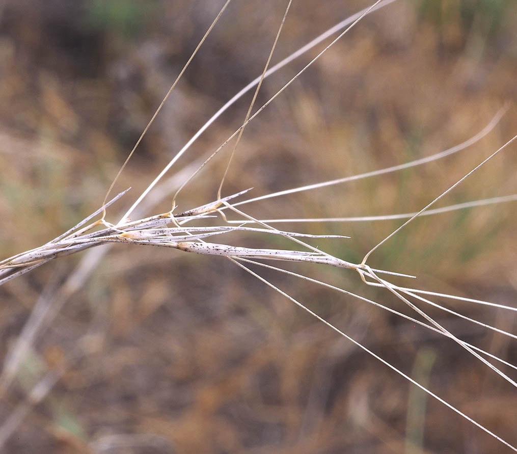 Aristida purpurea var. longiseta