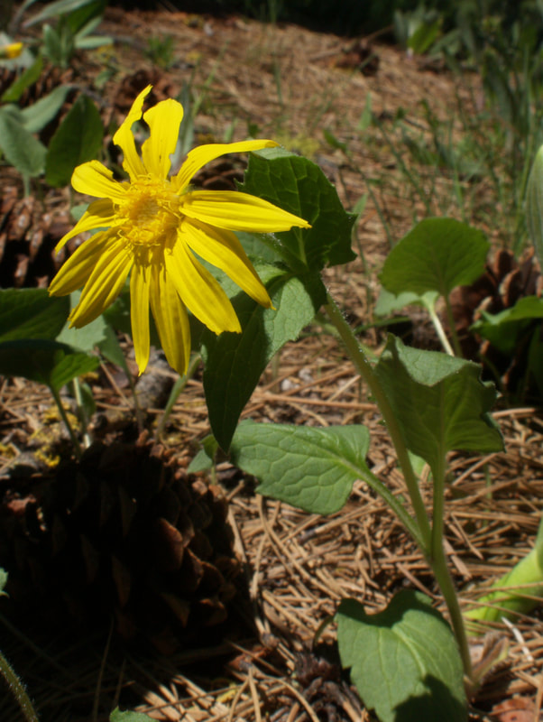 Arnica ovata