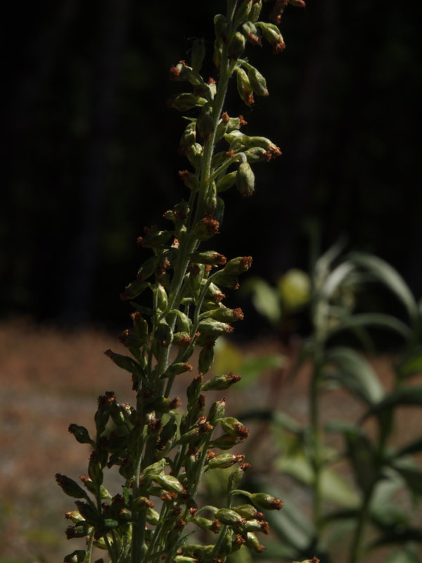 Artemisia douglasiana