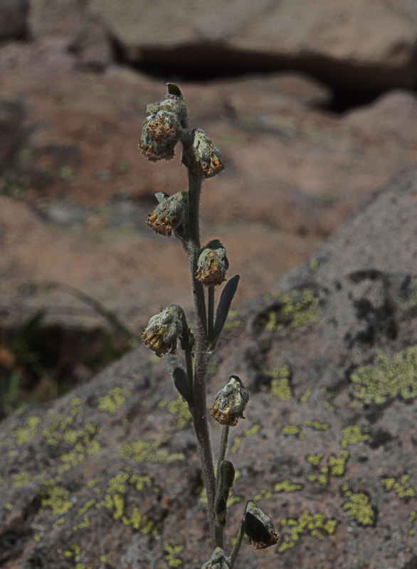 Artemisia furcata