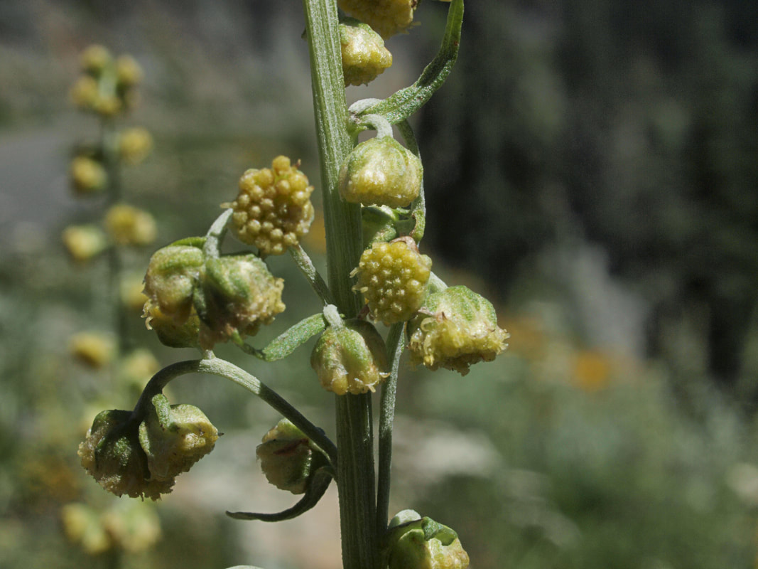 Artemisia ludoviciana ssp. candicans