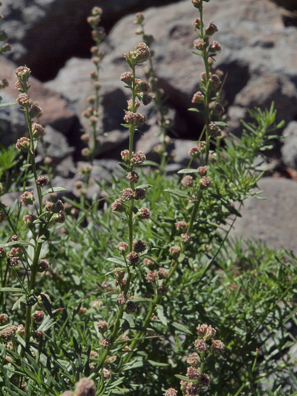 Artemisia michauxiana 