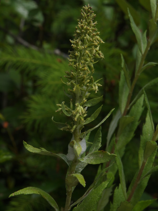 Artemisia suksdorfii