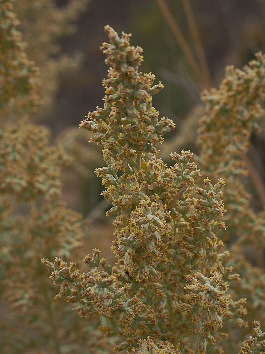 Artemisia tridentata