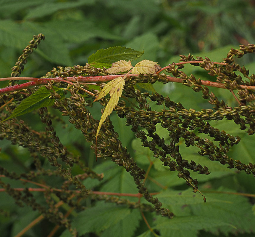 Aruncus dioicus var. acuminatus