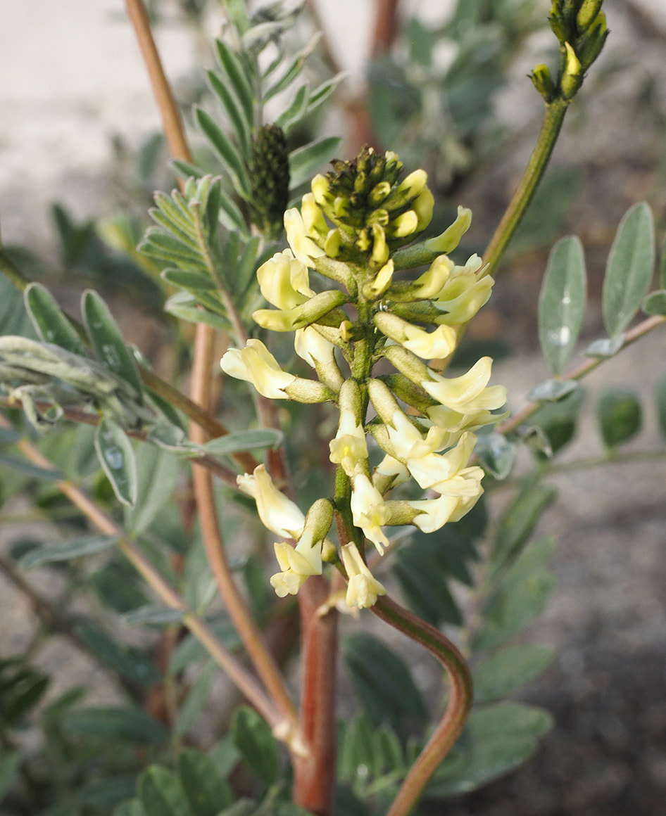 Astragalus asymmetricus