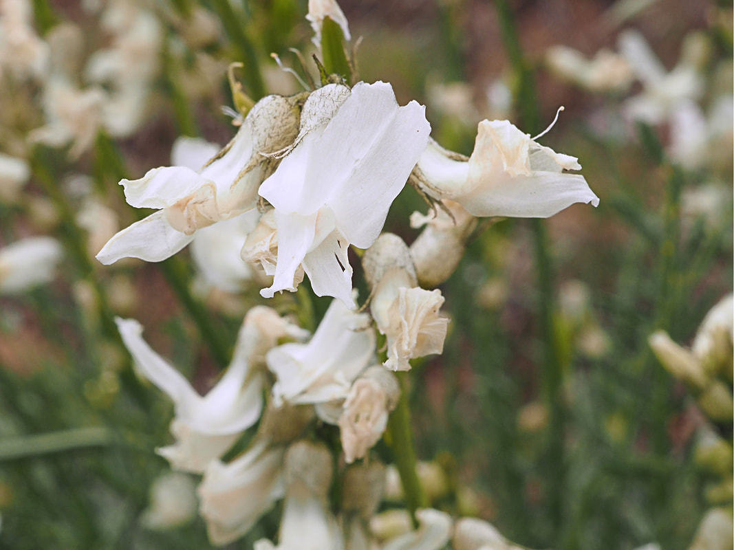 Astragalus leibergii