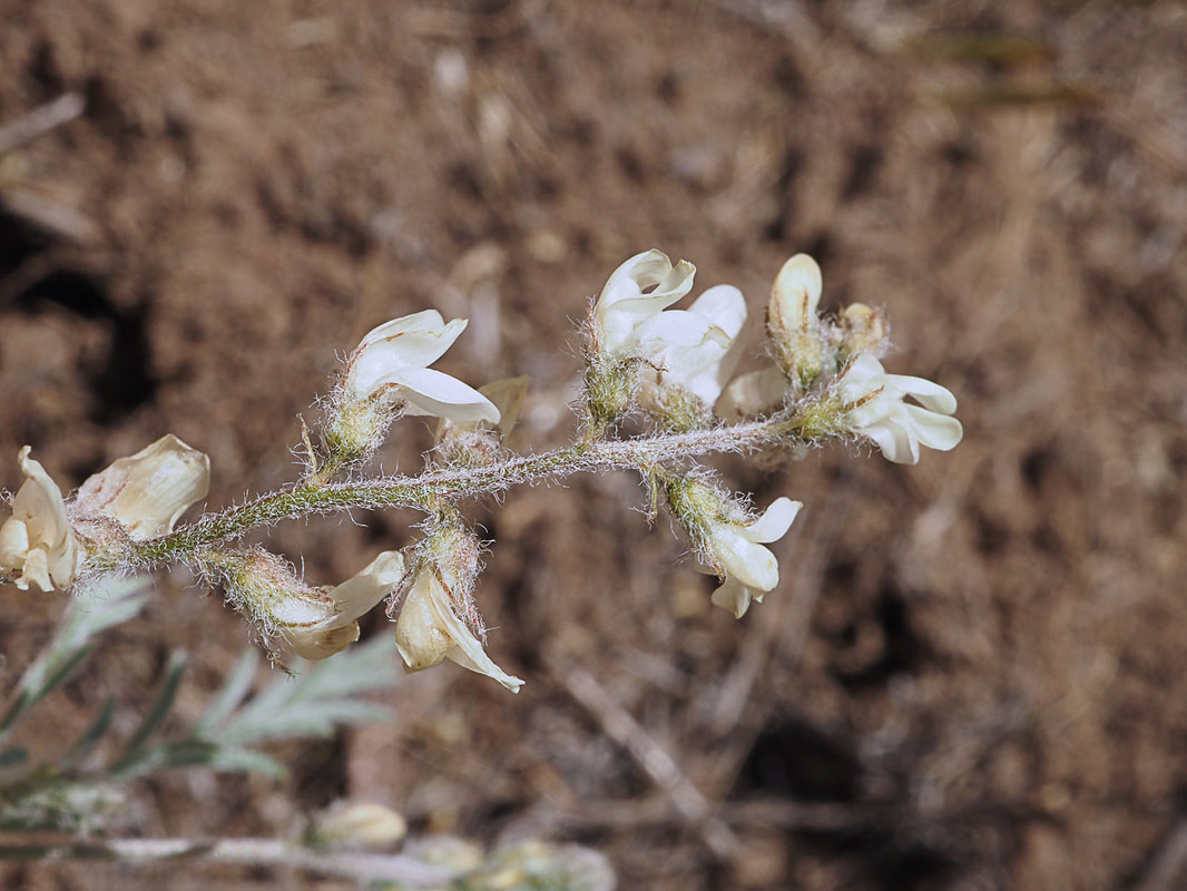 Astragalus lyallii