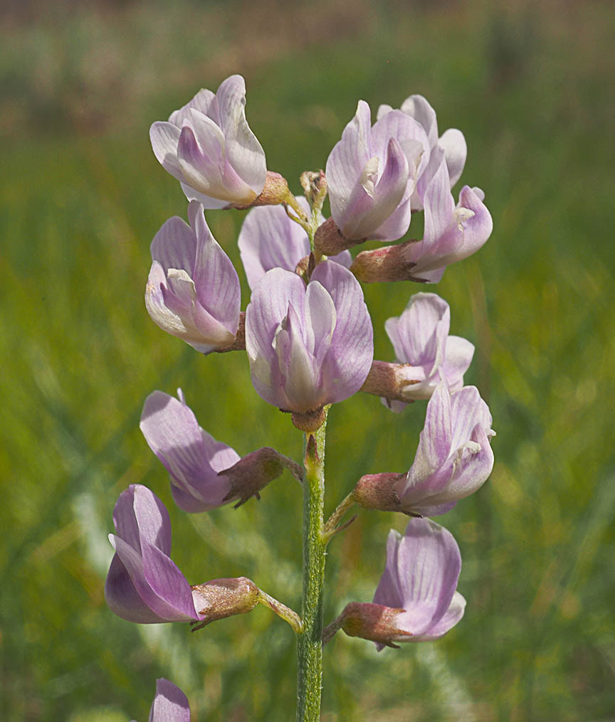 Astragalus miser
