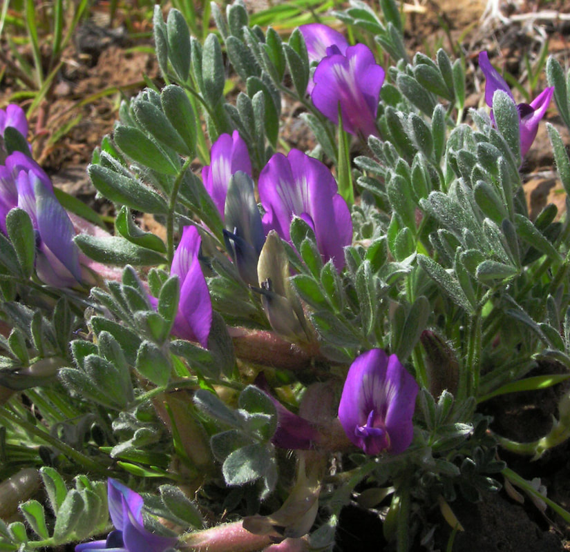 Astragalus purshii var. glareosus