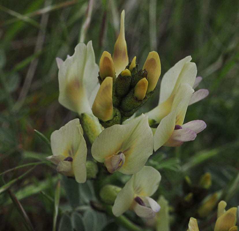 Astragalus reventiformisis