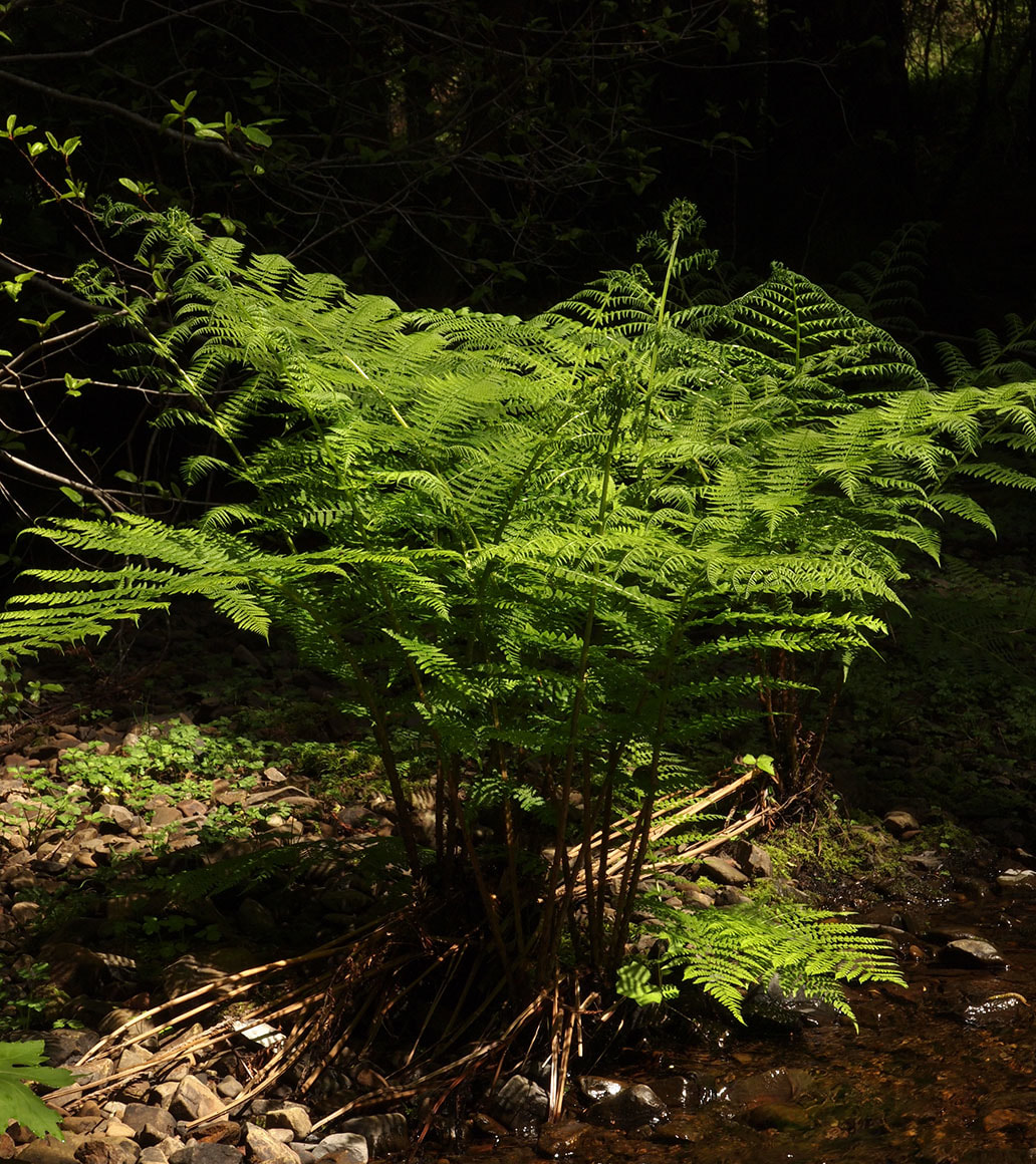 Athryium filix-femina var. cyclosorum