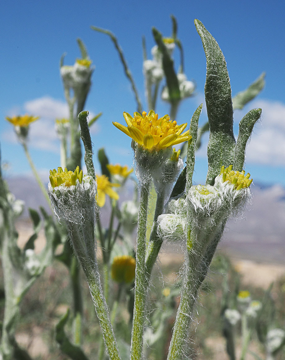 Baileya pauciradiata