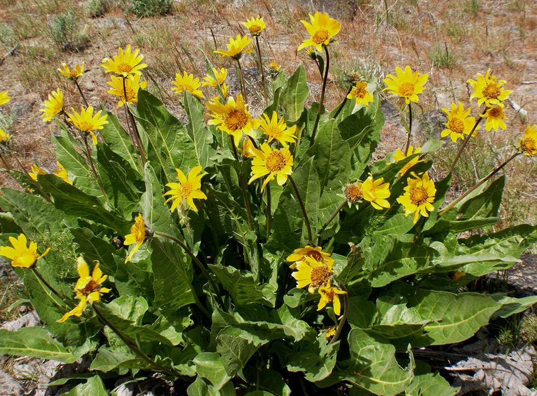 Balsamorhiza careyana var. careyana