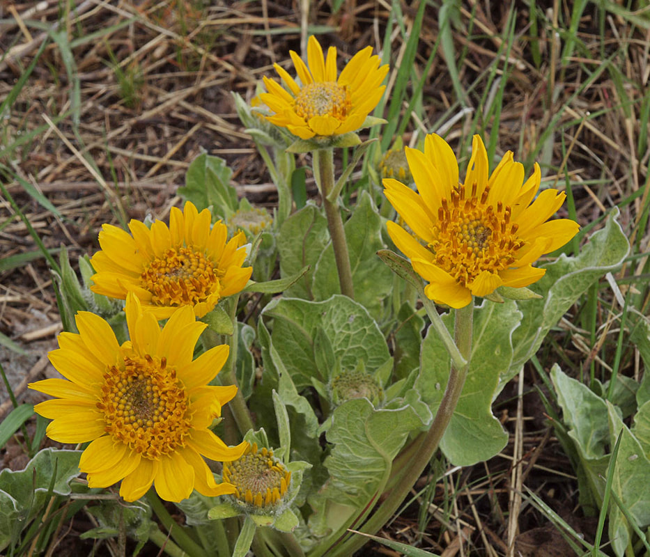 Balsamorhiza careyana var. intermedia