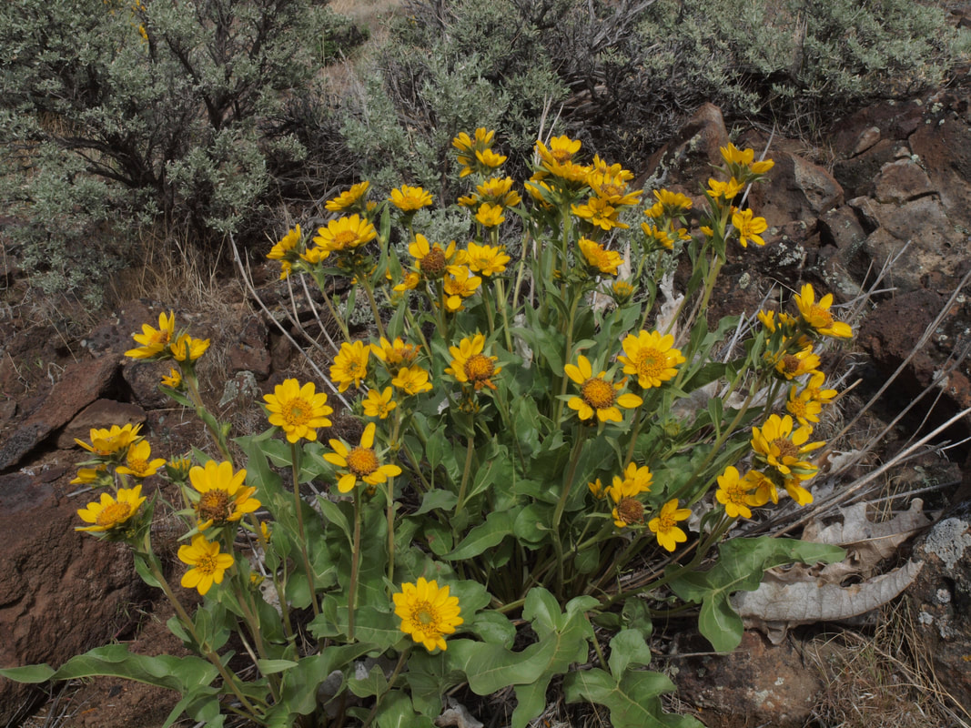 Balsamorhiza careyana var. intermedia