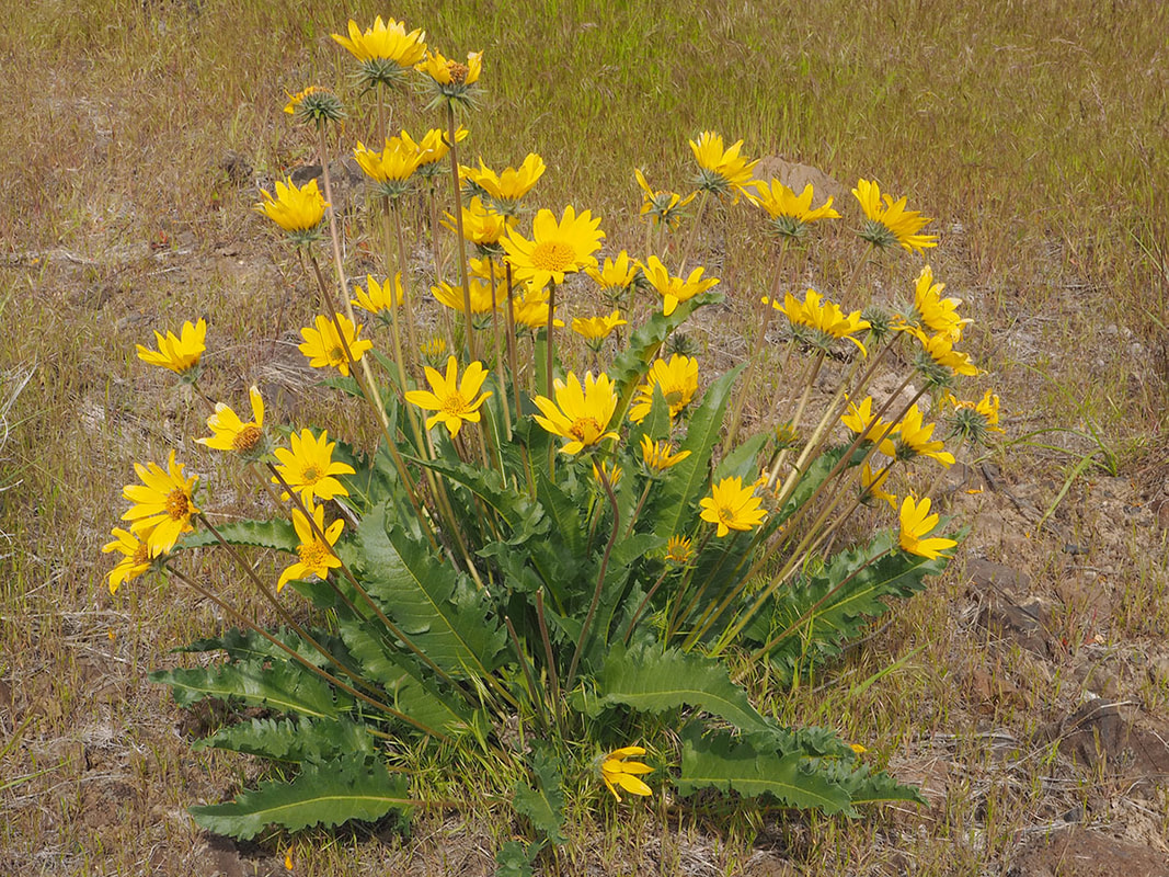 Balsamorhiza careyana x B. hookeri