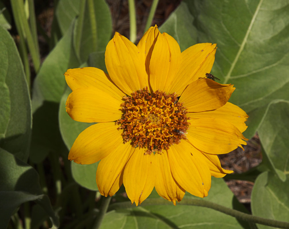 Balsamorhiza sagitatta
