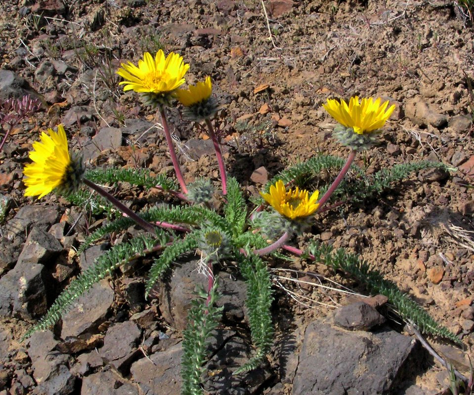 Balsamorhiza hookeri