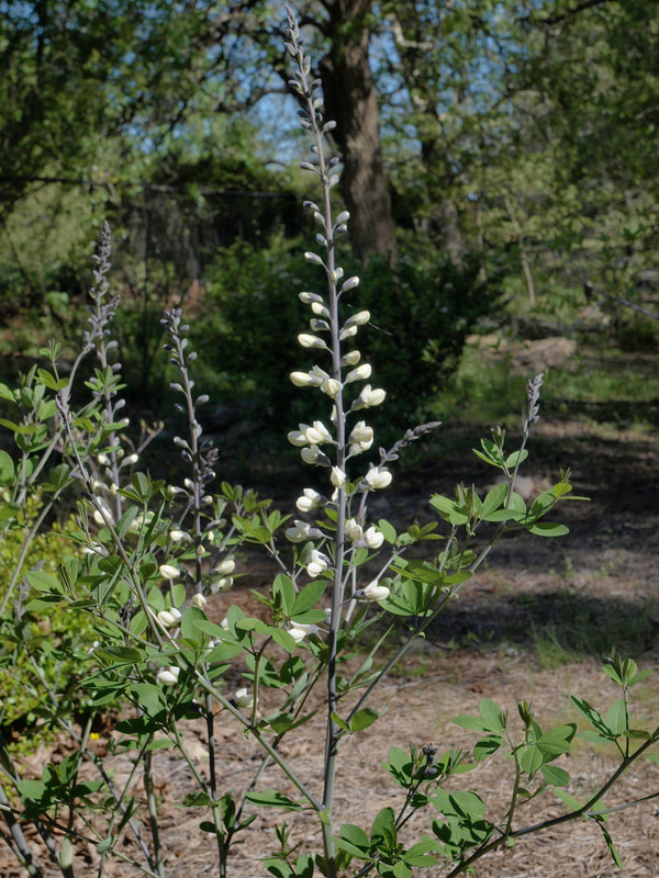 Baptisia alba