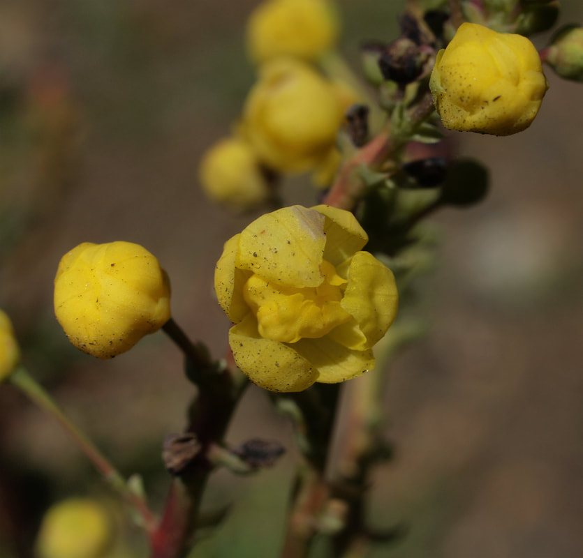 Berberis aquifolium var. dictyota