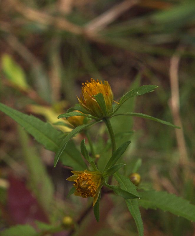 Bidens frondosa