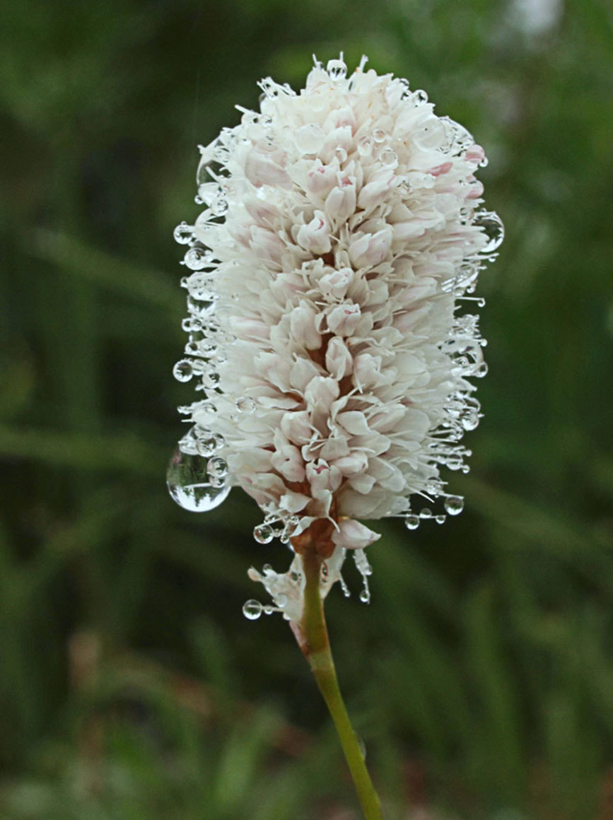 Bistorta bistortoides