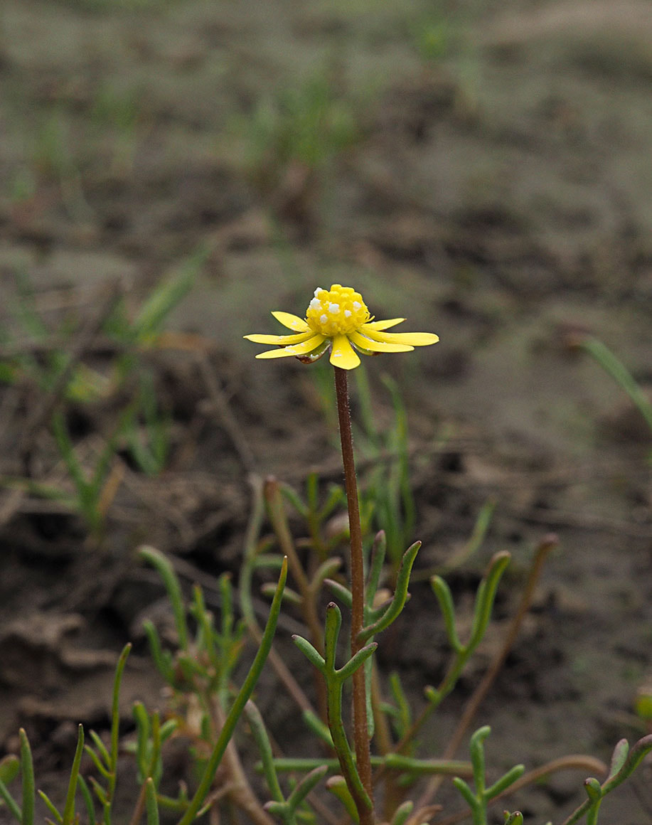 Blennosperma nanum