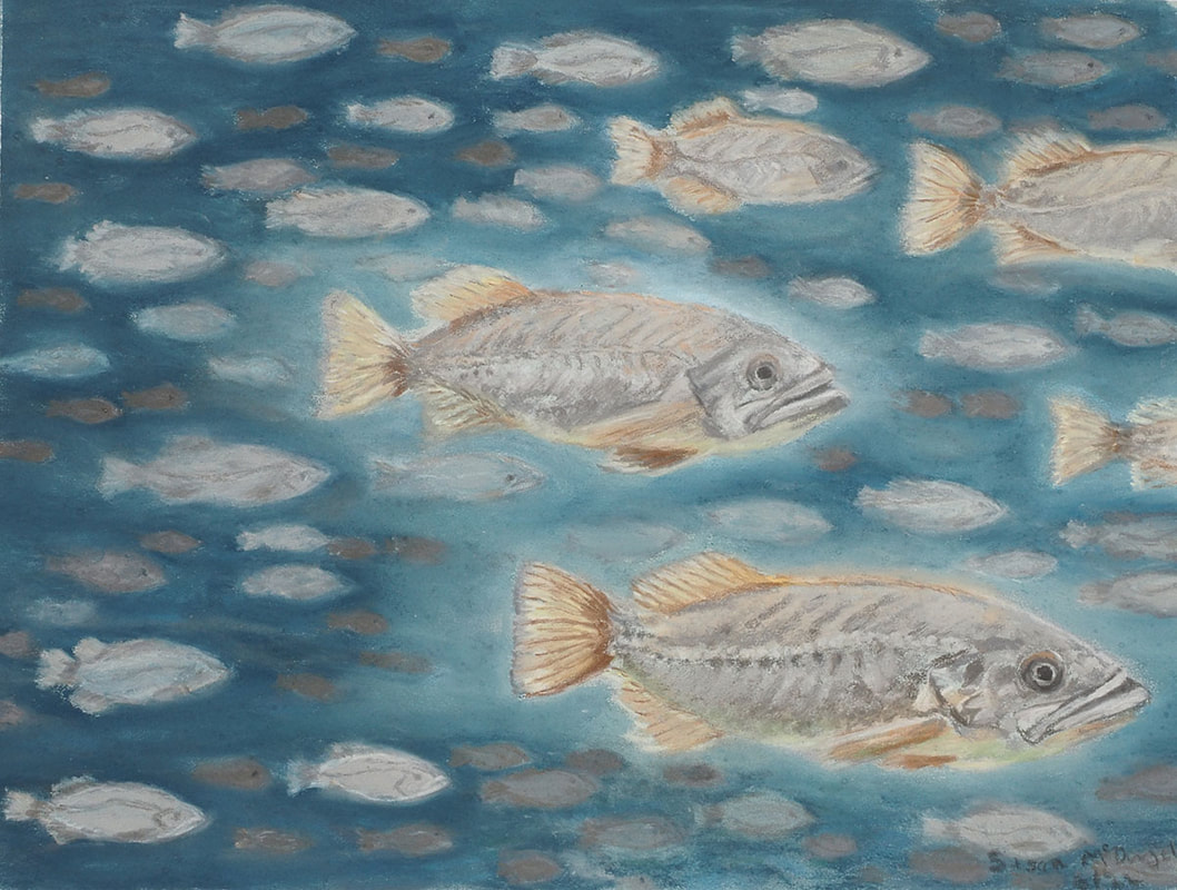 Boccacio's ghosts (Sebastes paucispinis)