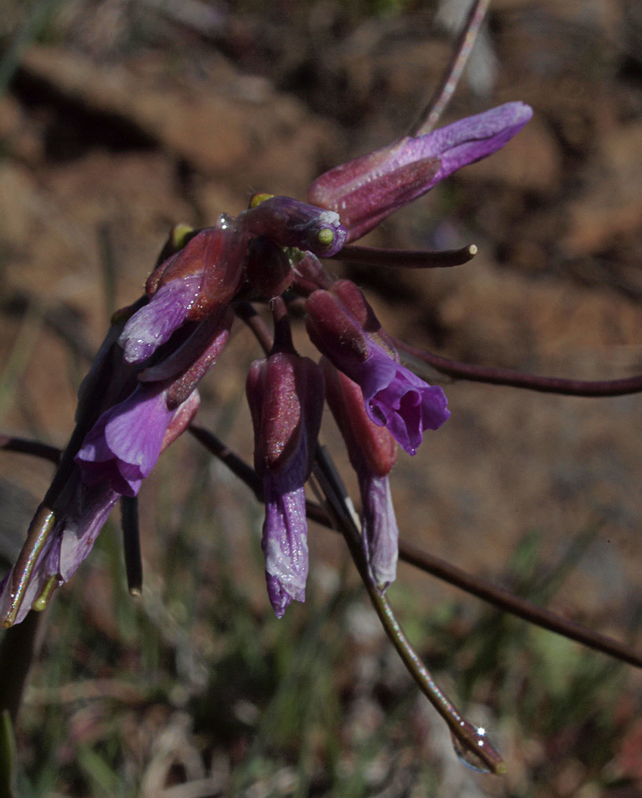 Boechera sparsiflora