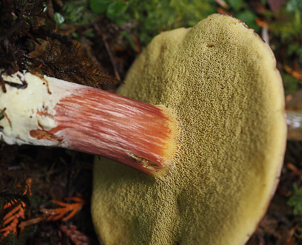 Boletus zelleri