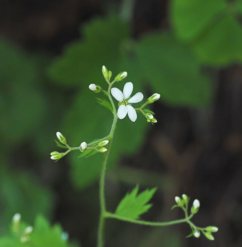 Boykinia occidentalis - Coastal brookform