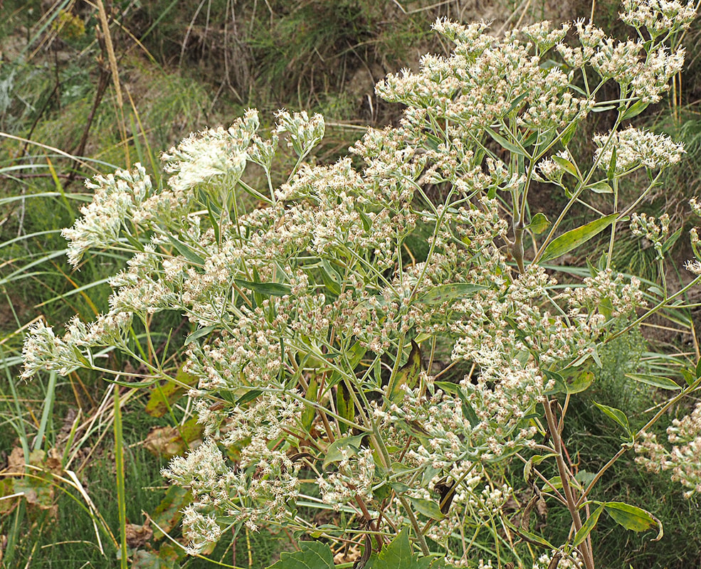 Brickellia eupatorioides