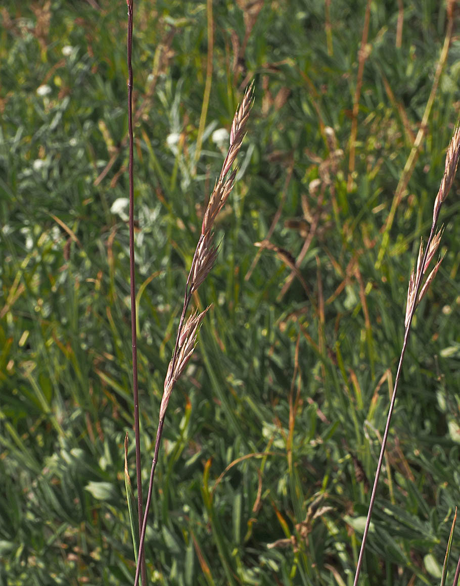 Bromus sitchensis var. aleutensis