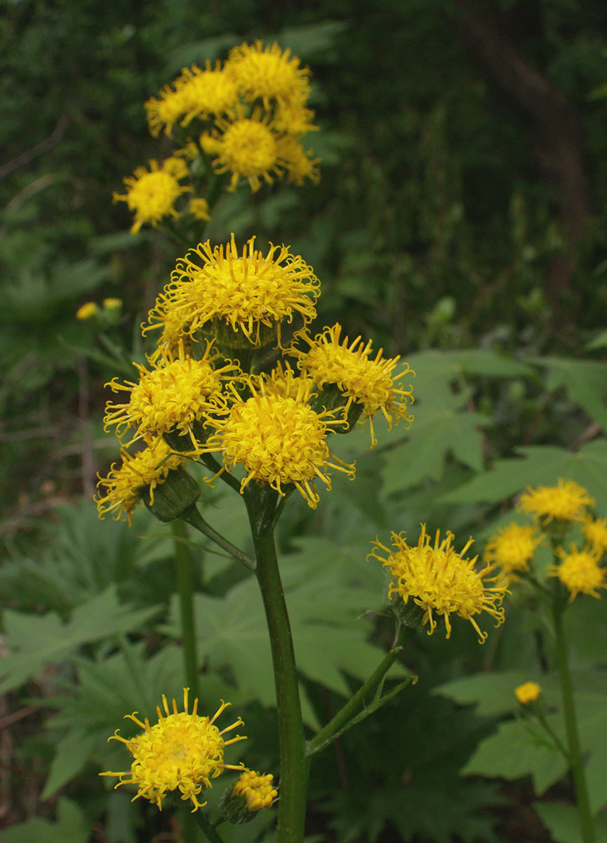 Cacaliopsis nardosmia