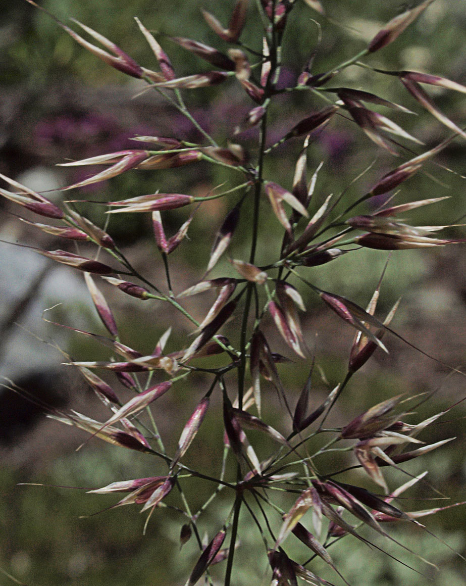Calamagrostis sesquiflora
