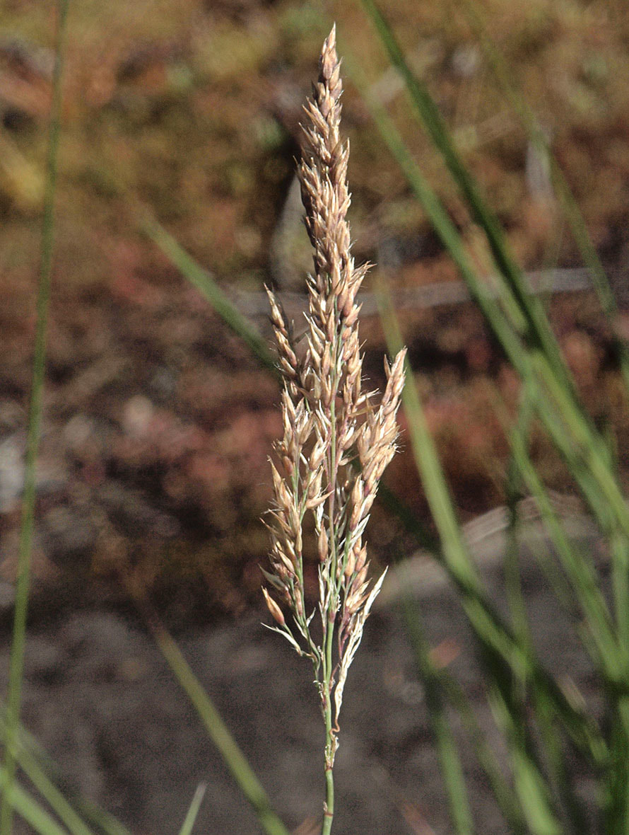 Calamagrostis stricta ssp. inexpansa