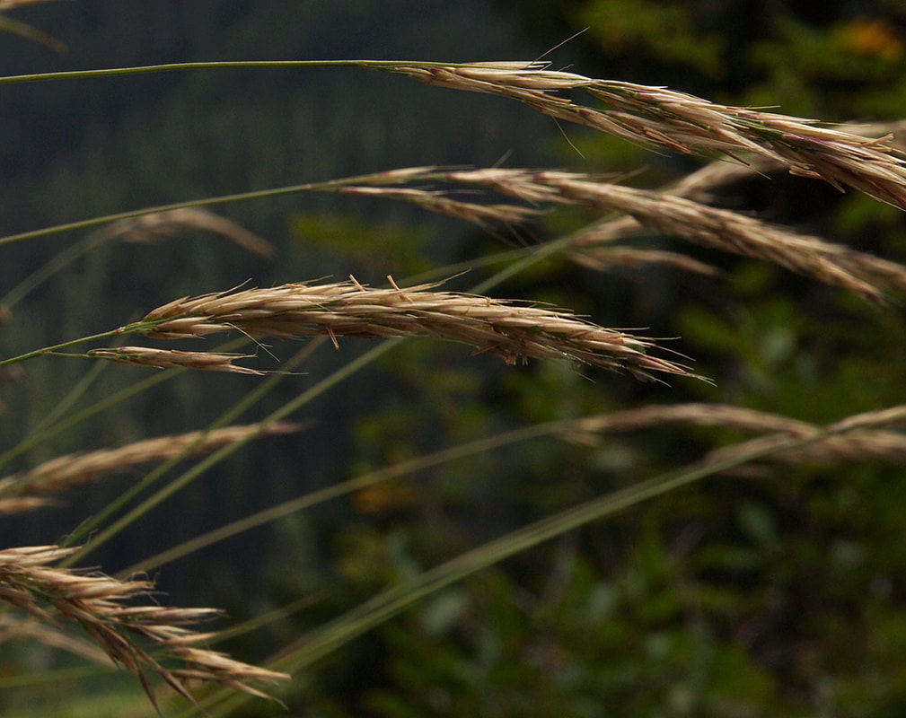 Calamagrostis tacomensis