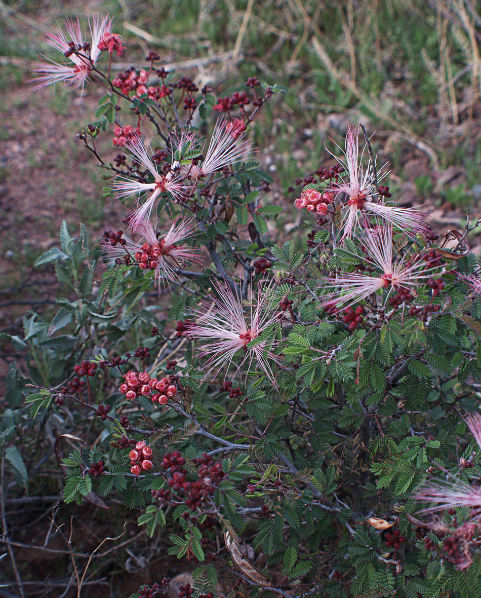 Calliandra eriophylla