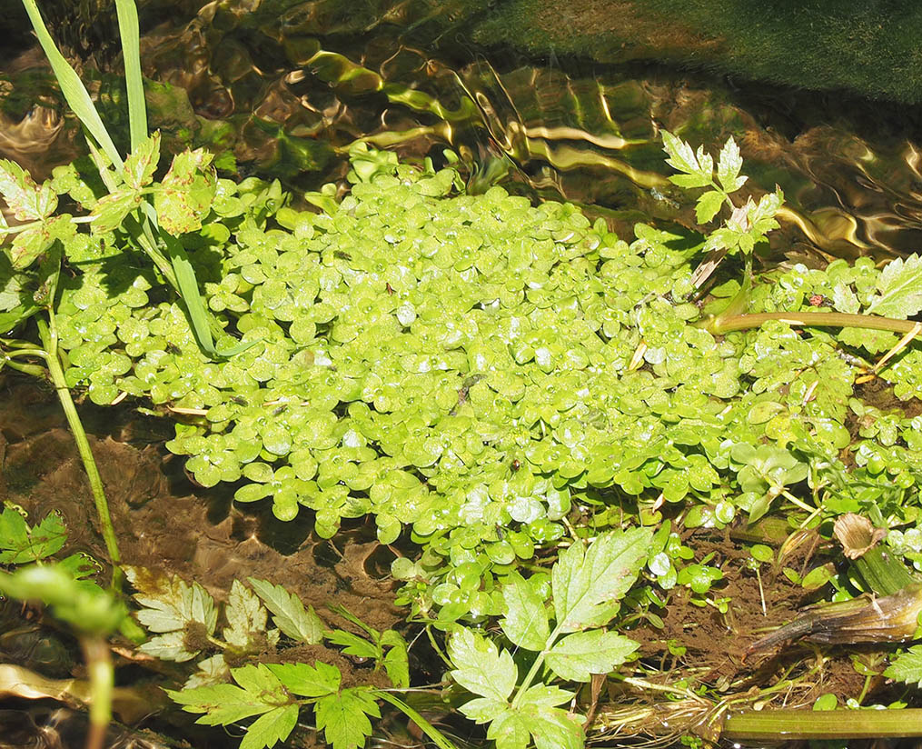 Callitriche palustris (Vernal-water starwort