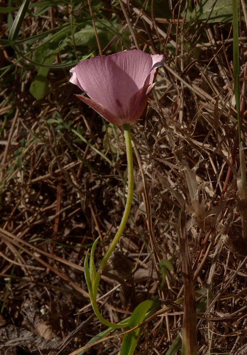 Calochortus uniflorus