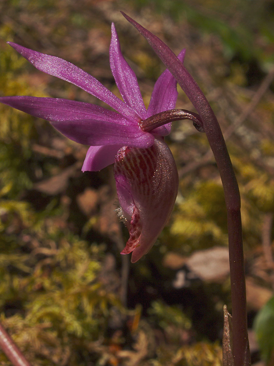 Calypso bulbosa var. occidentalis