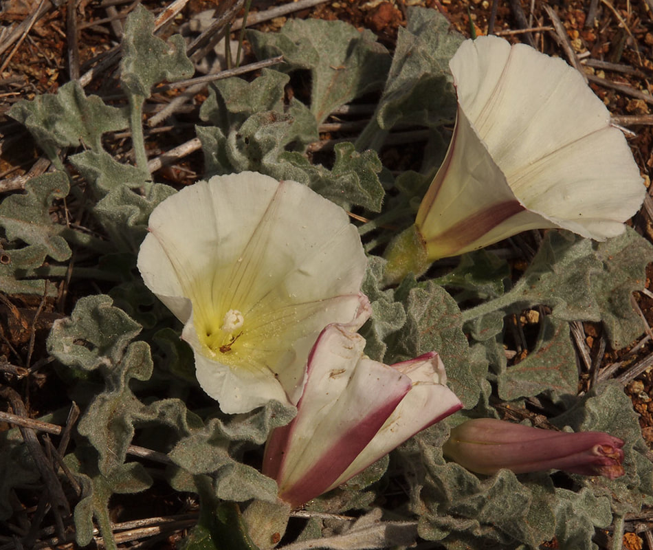Calystegia collina var. collina