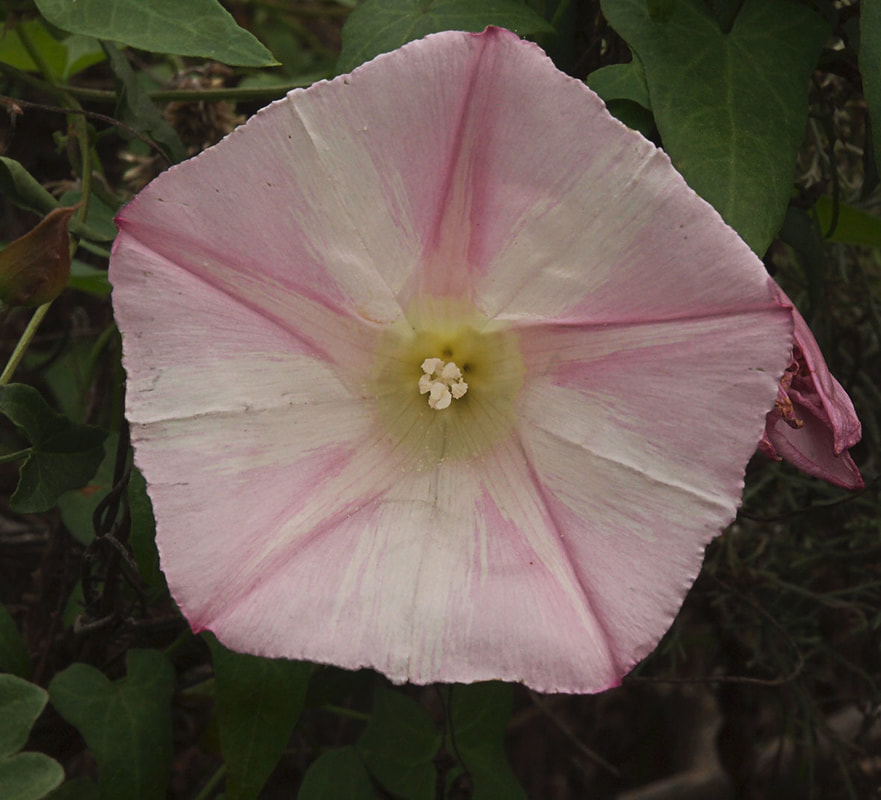 Calystegia microstegia ssp. intermedia