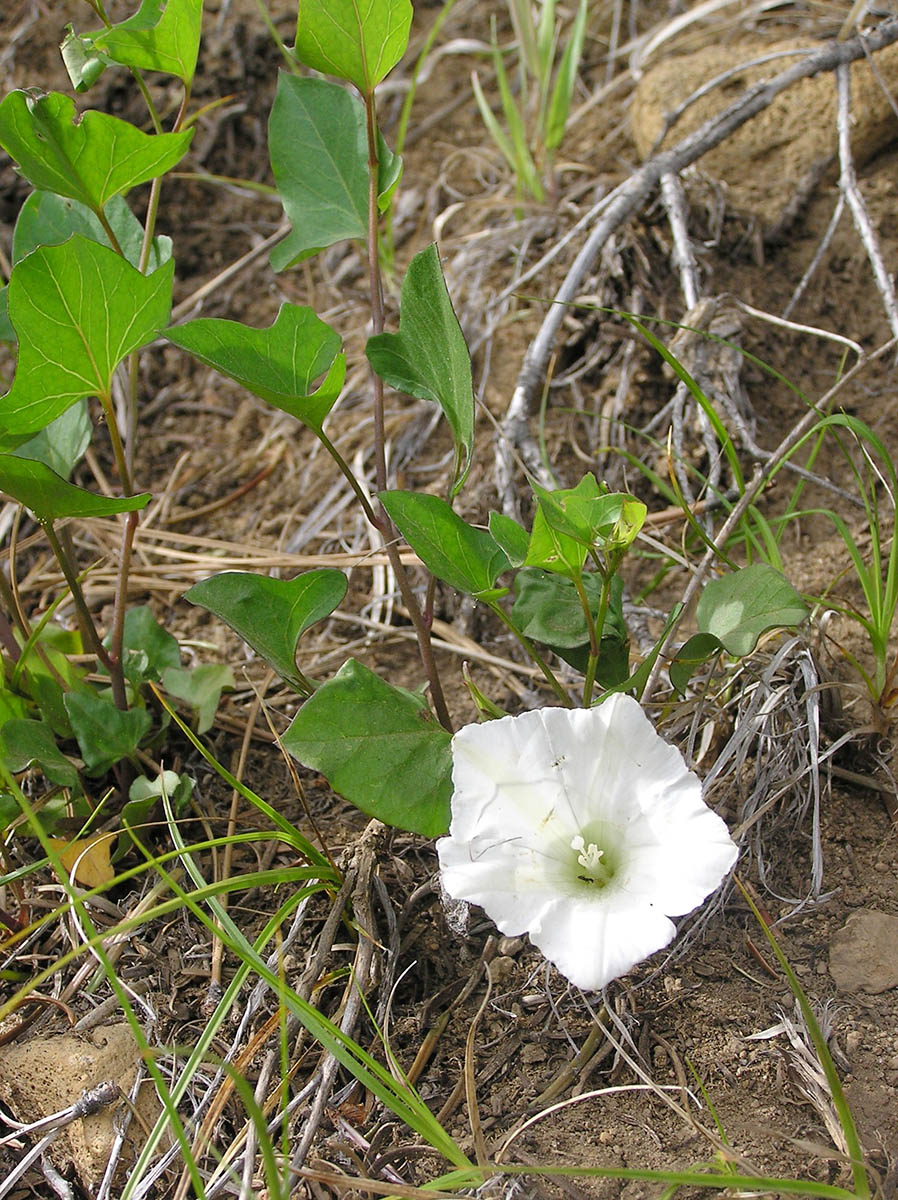 Calystegia sepium ssp. angulata